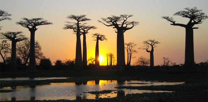 Several Baobab trees, standing tall, silhouetted by a bright orange sunset.
