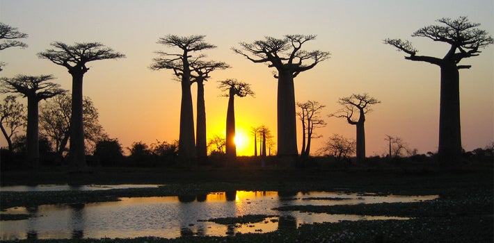 Baobab Trees at Sunset Several Baobab trees, standing tall, silhouetted by a bright orange sunset.