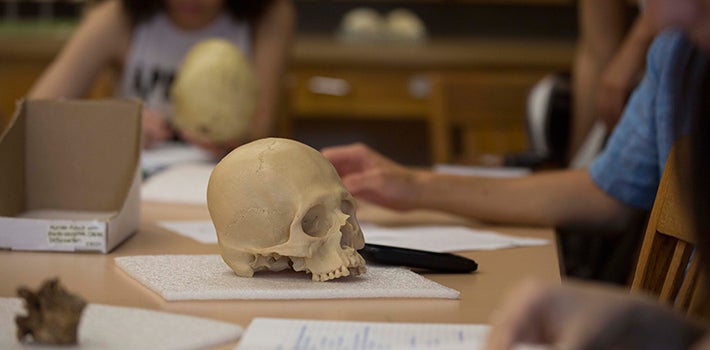Students analyzing different human skulls in class