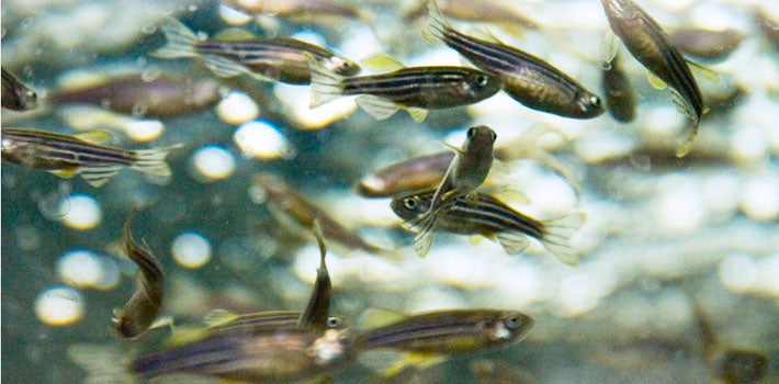 A school of zebrafish swimming together.